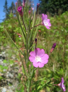 Hairy Willow-herb Identification And Control: Epilobium Hirsutum - King ...