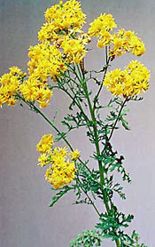 Tansy Ragwort Identification And Control: Senecio Jacobaea - King County