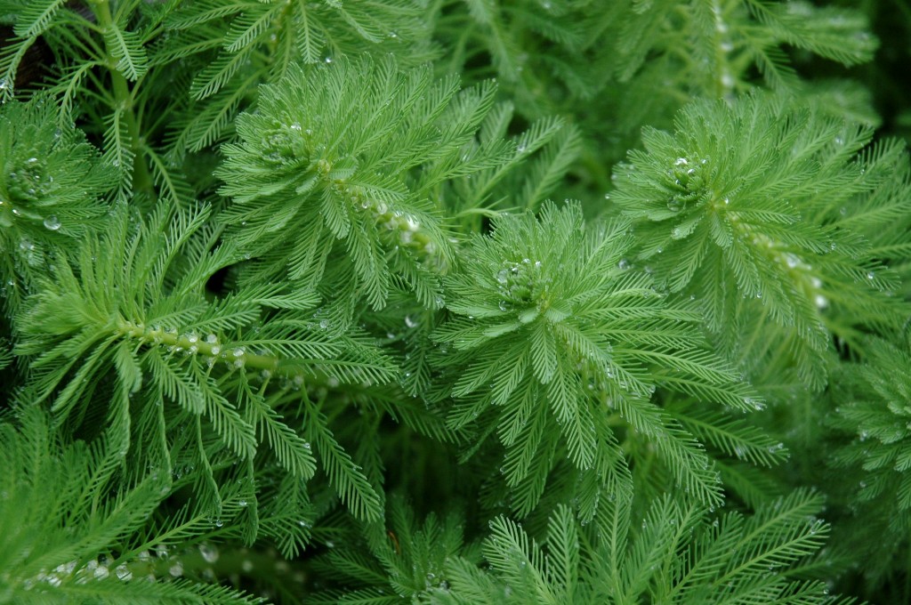 Parrotfeather Identification And Control: Myriophyllum Aquaticum - King ...