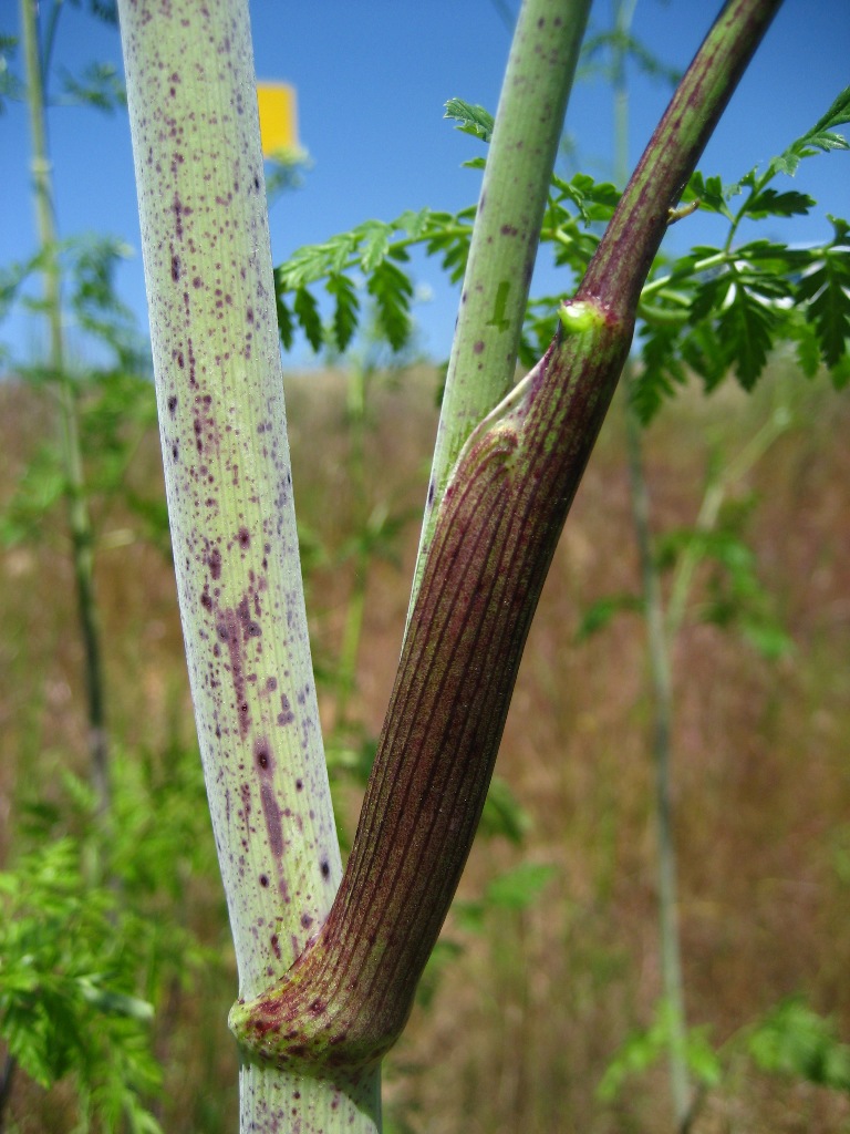 poison-hemlock