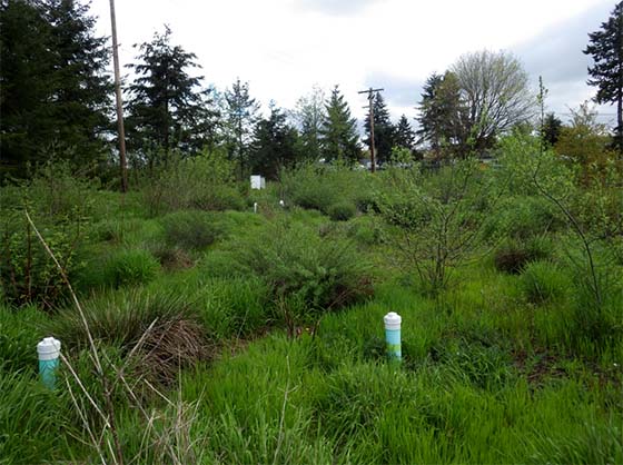 Bioretention facility in the South 356th Street Regional Detention Facility in Federal Way, WA