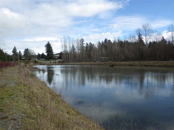 Combined detention and stormwater treatment wetland in the South 356th Street Regional Detention Facility in Federal Way, WA
