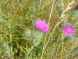 Bull thistle, an invasive weed at Shadow Lake Park.