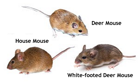Types of mice