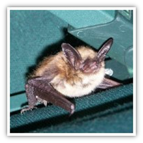 Diseases from bats to humans