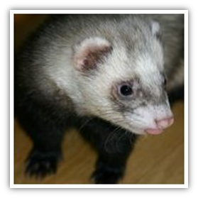 Diseases from ferrets to humans