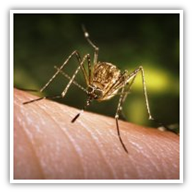 Diseases from mosquitoes to humans