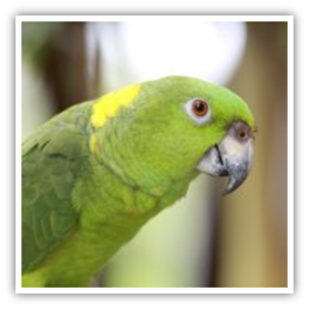Diseases from pet birds to humans