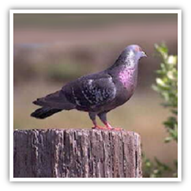 Diseases from wild birds to humans: Pigeons