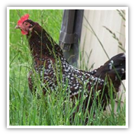 Diseases from backyard poultry to humans