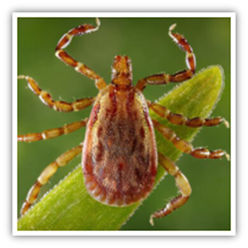 Diseases from ticks to humans