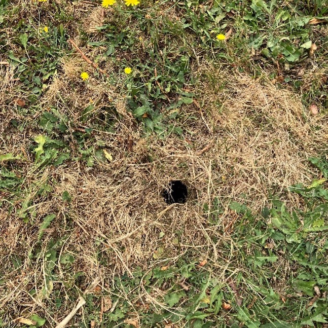 A rat burrow that can re-open due to a failed side sewer