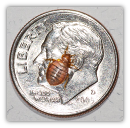 Bed bug size comparison with a dime