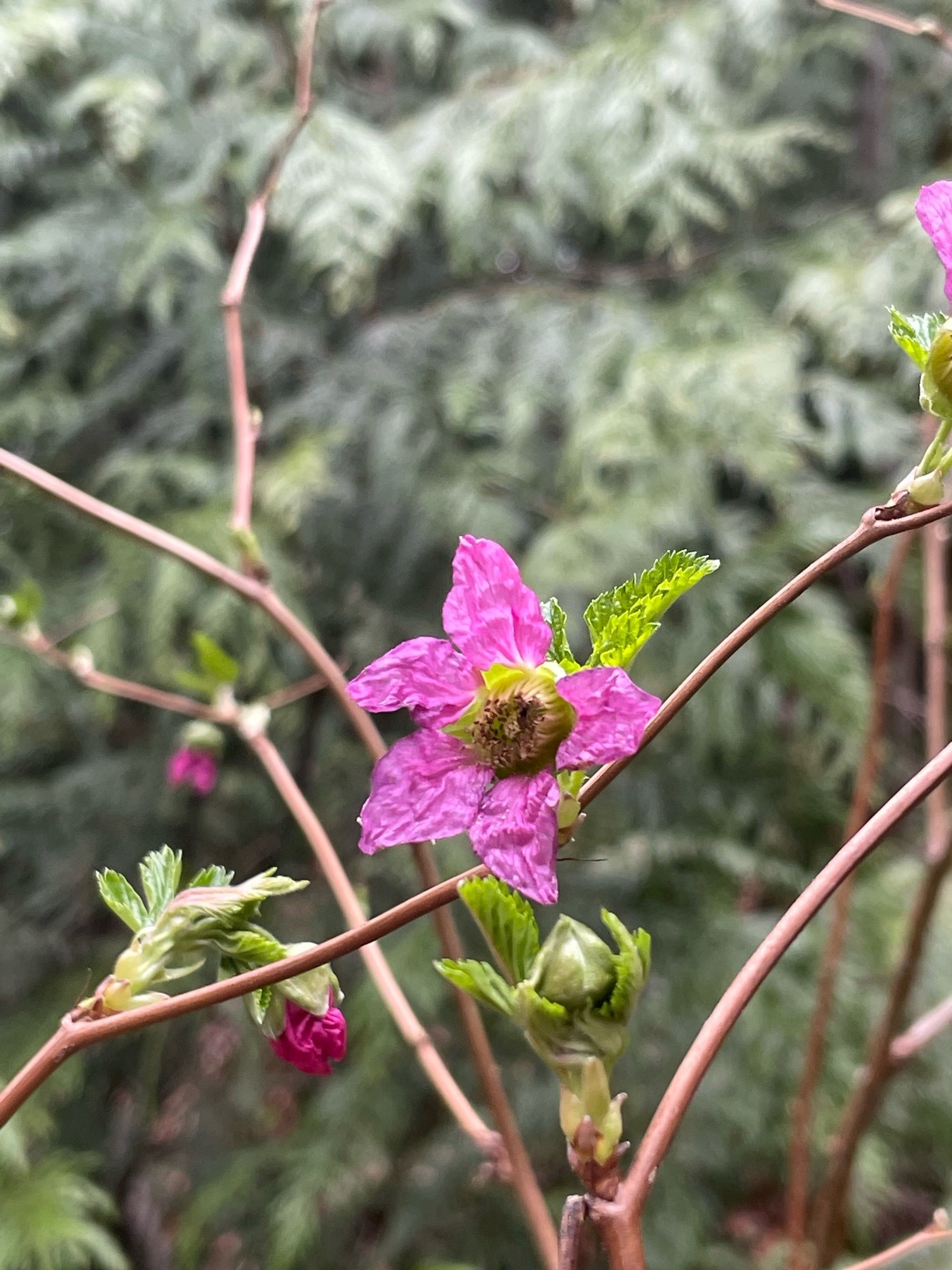 Pink salmonberry flower blooming in the spring time.