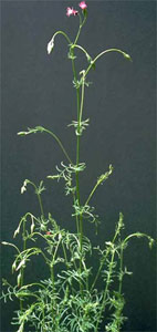 common crupina plant