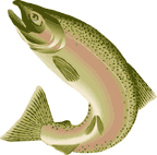 Chinook salmon