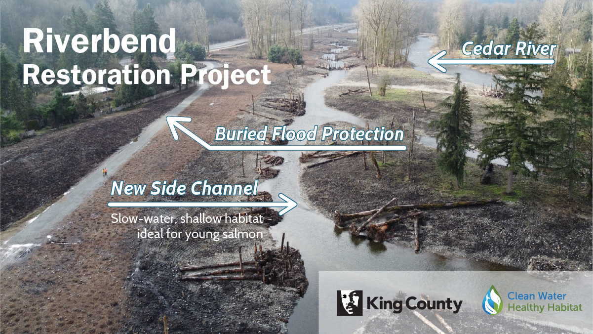 Riverbend Restoration Project aerial photo showing the Cedar River, buried flood protection and new side channel with slow water and shallow habitat ideal for young salmon to thrive