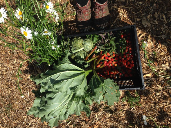 A basket of produce harvested from City Soil Farm. 