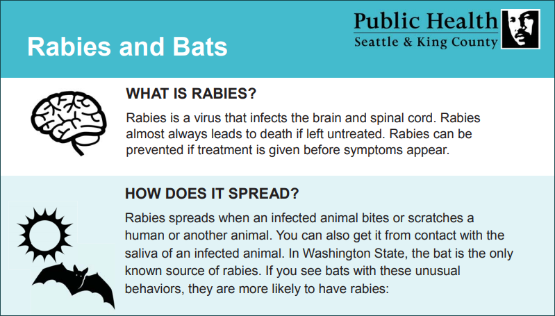 Rabies and bats poster