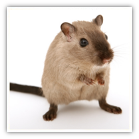 Diseases from rodents, pocket pets and rabbits