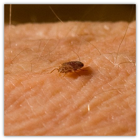 3rd stage bed bug nymph (baby) feeding