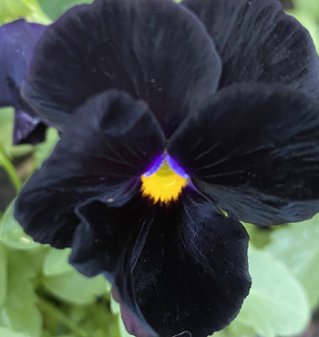 Deep purple pansy with yellow center