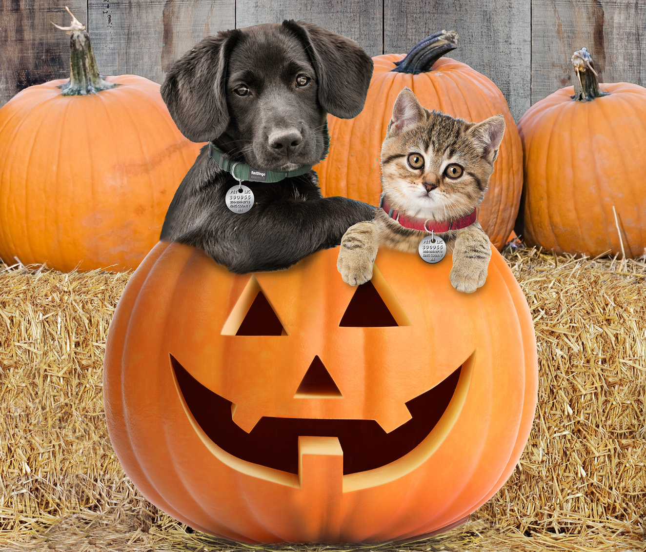 Dog and cat with pumpkins