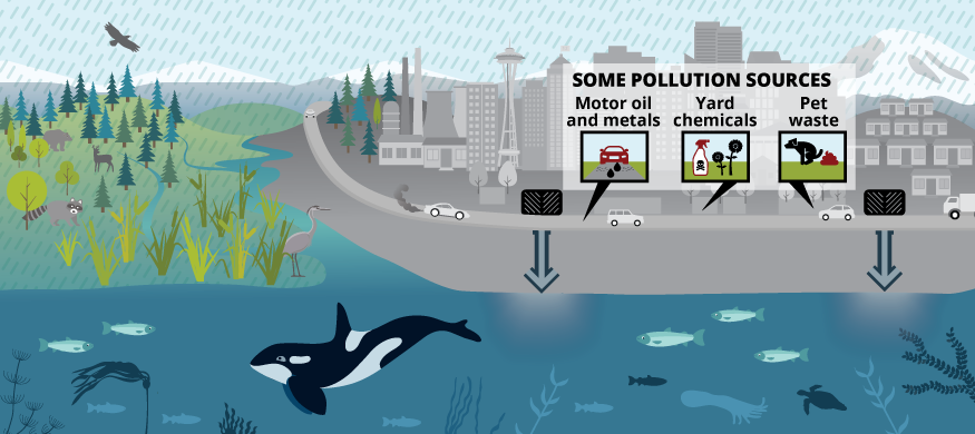 Some pollution sources: motor oil and metals, yard chemicals and pet waste