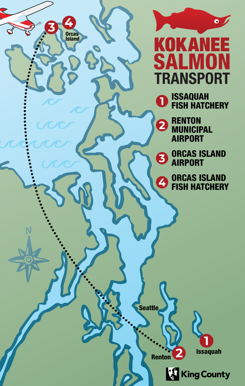 A map showing the kokanee flights from an Issaquah hatchery to one on Orcas Island. 