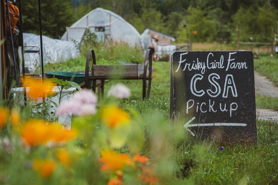 A farm scene with a sign reading "Frisky Girl Farm CSA pickup"