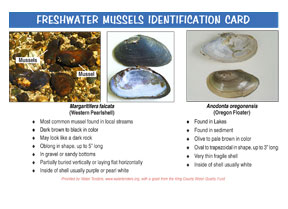 mussel ID card