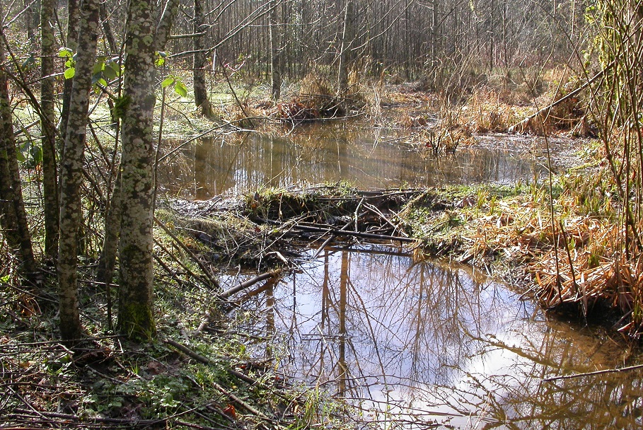 series of small beaver ponds