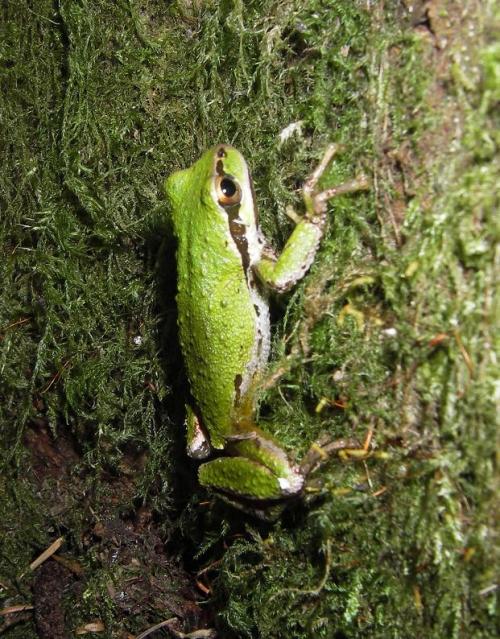 tree frog on a tree
