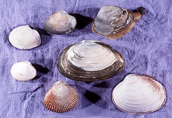 Clam shell outlet identification