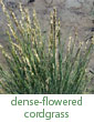 dense-flowered cordgrass