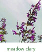 meadow clary
