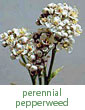 perennial pepperweed