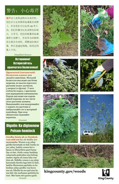 poison-hemlock-poster_simplified-chinese-russian-somali