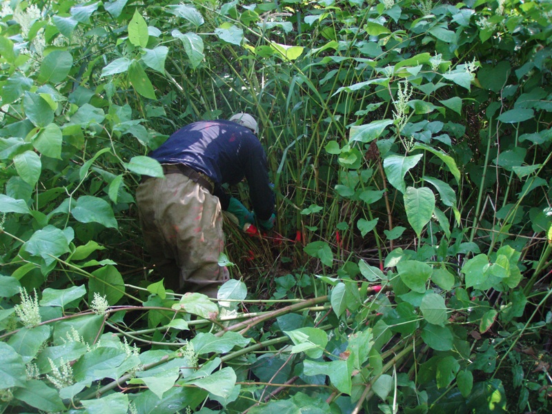 worker injecting invasive knotweed - click for more information on knotweed