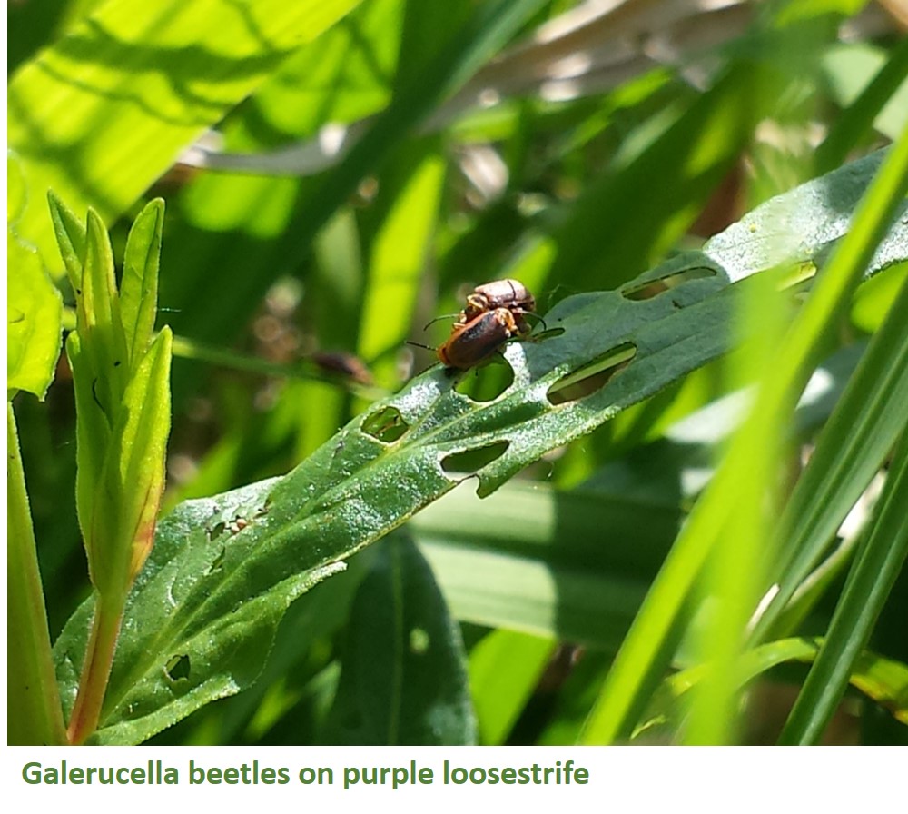 Biocontrol: Galerucella beetles on purple loosestrife