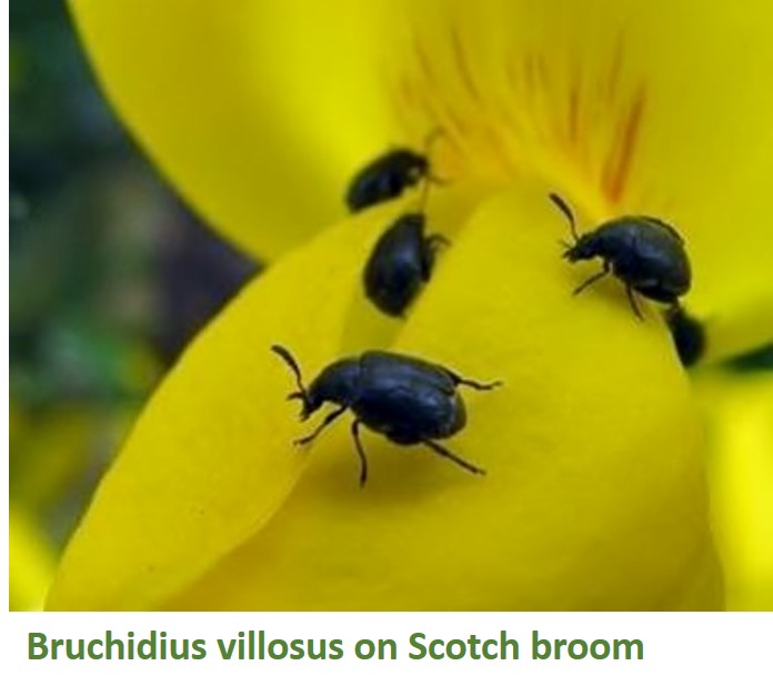 Biocontrol: Bruchidius villosus on Scotch broom