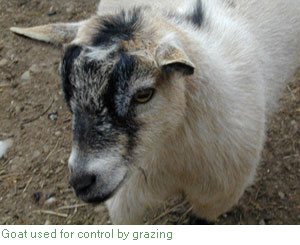 Olivia the goat