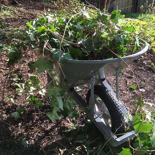 English ivy vines in a wheelbarrow