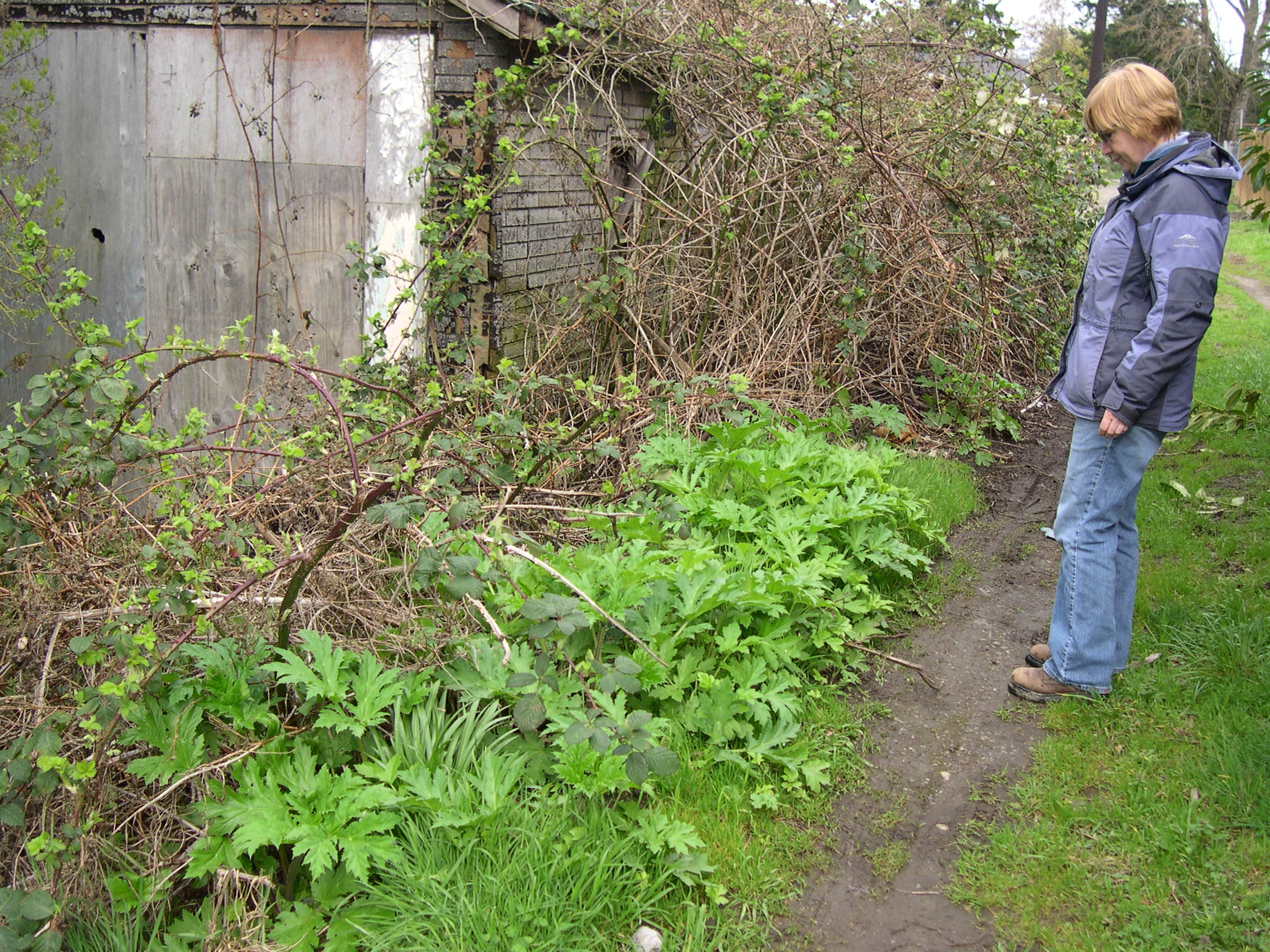 Giant hogweed early season plants in an alley