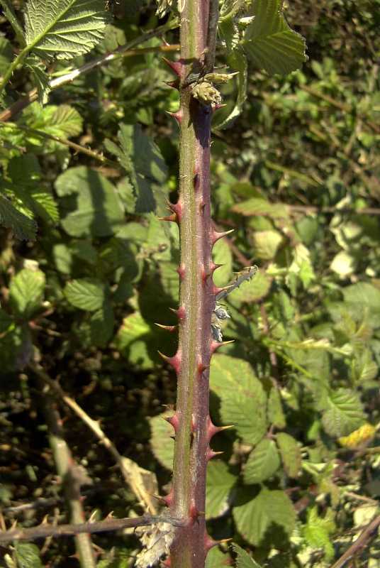 Himalayan blackberry thorns