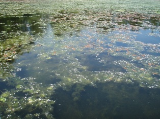 Brazilian elodea in Lake Fenwick - click for larger image