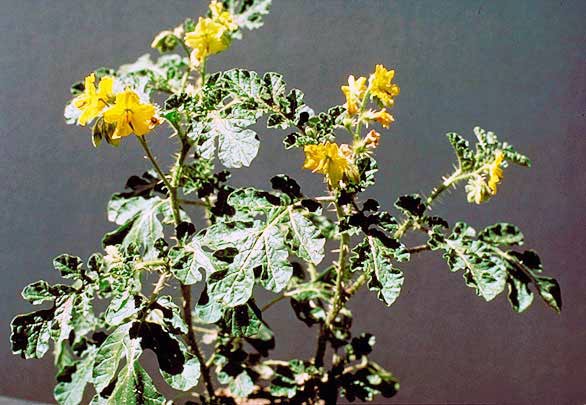 buffalobur plant