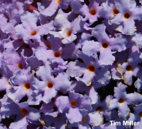 Butterfly bush flowers closeup - click for larger image
