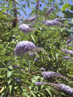 Butterfly bush in flower - click for larger image