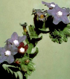 common bugloss flower